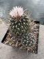 Preview: Stenocactus phyllacanthus